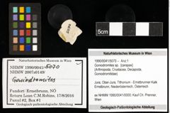 Foto (Objekt + Etiketten) von Goniodromites sp. 